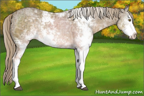 Horse Color:Chocolate Palomino Ice Sabino