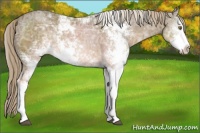 Horse Color:Chocolate Palomino Ice Sabino 
