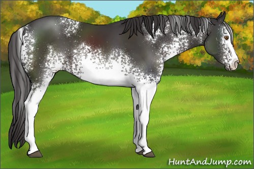 Horse Color:White Spotted Smoky Black