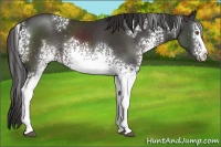 Horse Color:White Spotted Smoky Black 