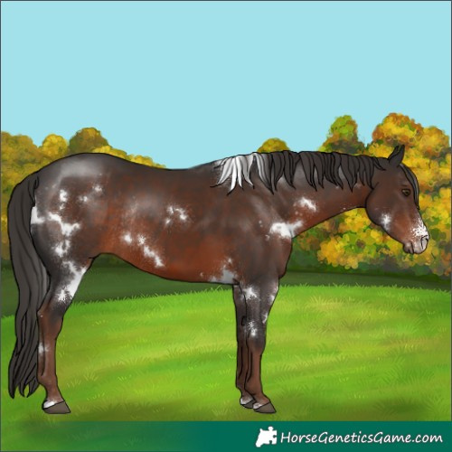 Horse Color:White Spotted Liver Chestnut Sabino Rabicano