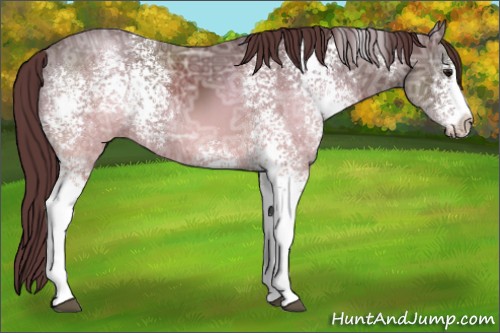 Horse Color:White Spotted Chocolate Smoky Black Ice Sabino