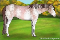 Horse Color:White Spotted Chocolate Buckskin Ice 