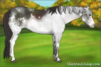 Horse Color:White Spotted Smoky Black 
