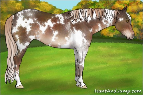 Horse Color:White Spotted Liver Chestnut Sabino