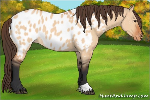 Horse Color:Bay Dun Appaloosa 