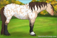 Horse Color:Bay Dun Appaloosa 