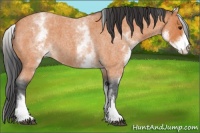 Horse Color:White Spotted Bay Roan 