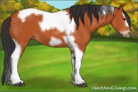Horse Color:Bay Splash Tobiano Frame