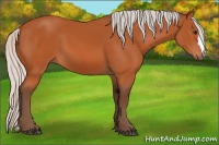 Horse Color:Silver Bay