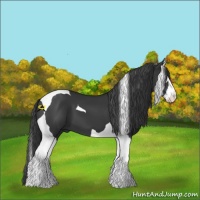 Horse Color:Black Splash Tobiano 