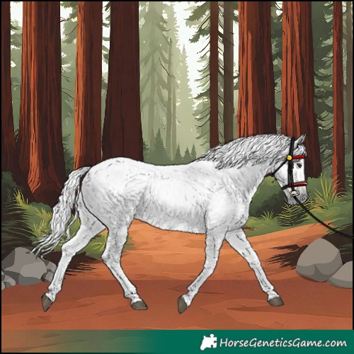 Horse Color:Gray Chestnut 