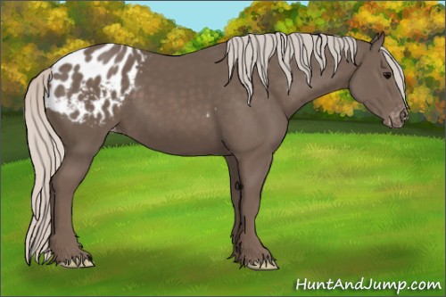 Horse Color:Silver Black Appaloosa 
