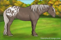 Horse Color:Silver Black Appaloosa 