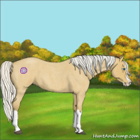 Horse Color:Silver Buckskin Roan Splash 
