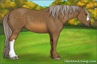 Horse Color:Chocolate Palomino 