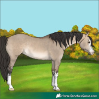 Horse Color:White Spotted Brown Dun Rabicano 