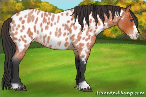 Horse Color:Bay Roan Frame Near Leopard