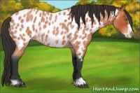 Horse Color:Bay Roan Frame Near Leopard