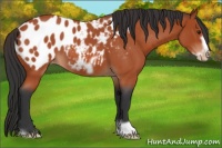 Horse Color:Brown Roan Frame Near Leopard