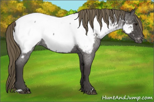 Horse Color:Smoky Blue Roan Near Fewspot 