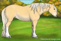 Horse Color:Palomino