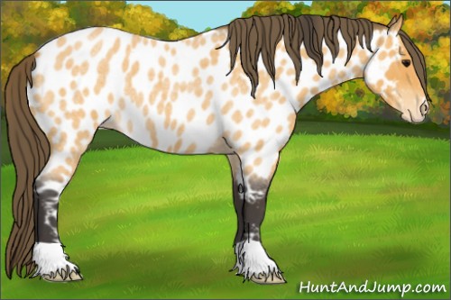 Horse Color:Buckskin Roan Near Leopard