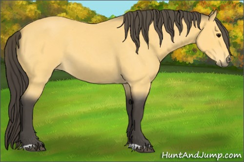 Horse Color:Buckskin Roan 
