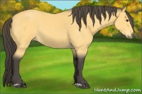 Horse Color:Buckskin Roan 