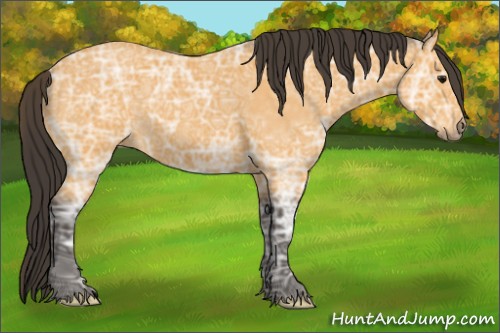 Horse Color:Buckskin Ice Roan 