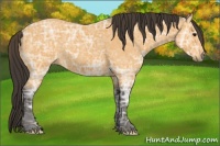 Horse Color:Buckskin Ice Roan 