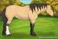 Horse Color:Buckskin Roan 