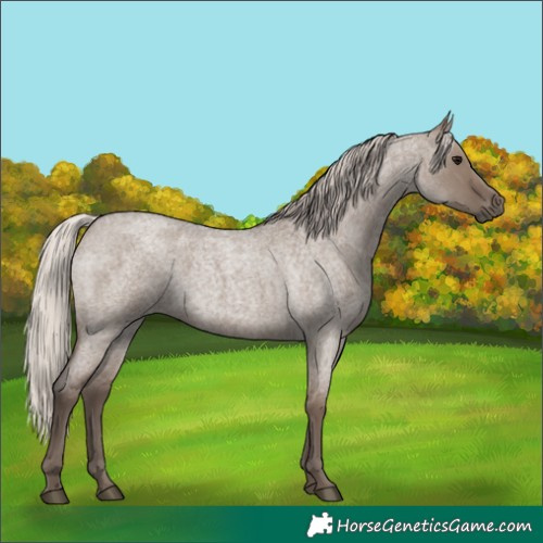Horse Color:Silver Grullo Roan 
