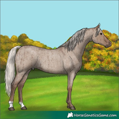 Horse Color:Silver Grullo Roan Brindle 