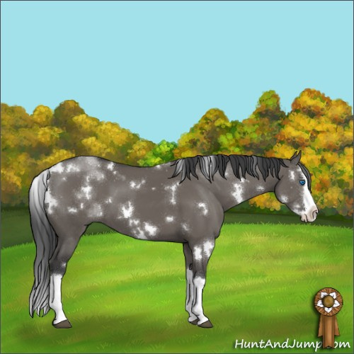 Horse Color:White Spotted Grullo Splash 