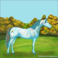 Horse Color:Thunderstruck Red Dun Ice Sabino Appaloosa 