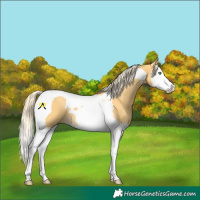 Horse Color:Palomino Dun Splash Tobiano 