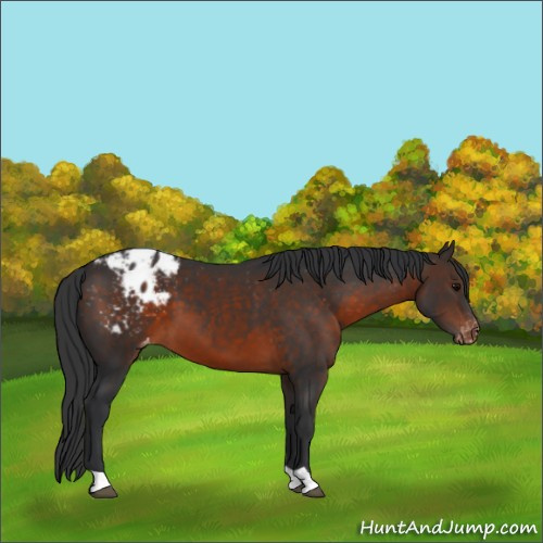 Horse Color:Brown Appaloosa 