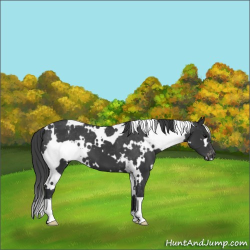 Horse Color:White Spotted Black Appaloosa 