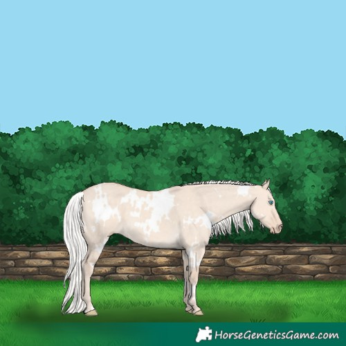 Horse Color:White Spotted Silver Perlino Dun 