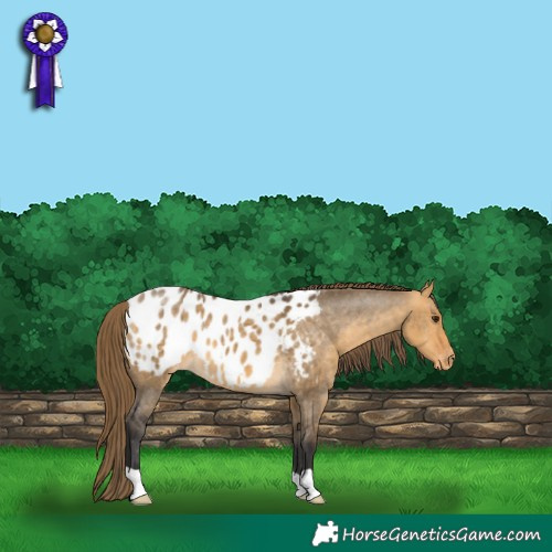 Horse Color:Buckskin Dun Appaloosa 