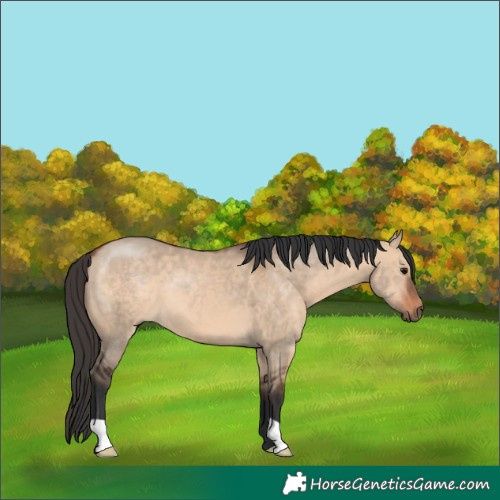 Horse Color:Bay Dun 