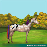 Horse Color:Painted Red Dun Ice Appaloosa 
