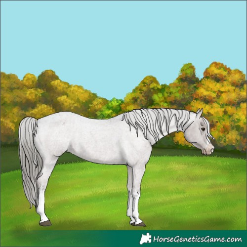 Horse Color:White Spotted Liver Red Roan Mushroom Appaloosa 