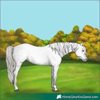 Horse Color:Gray Liver Chestnut Mushroom Varnish 