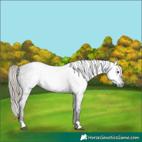 Horse Color:Gray Liver Chestnut Mushroom Appaloosa 