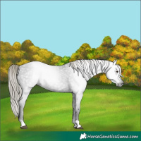 Horse Color:Gray Liver Chestnut Mushroom Appaloosa 