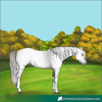 Horse Color:Gray White Spotted Liver Red Roan Mushroom 