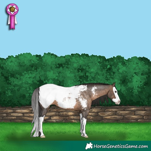 Horse Color:Brown Dun Splash Appaloosa Rabicano 