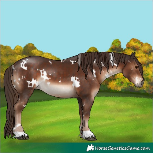 Horse Color:White Spotted Liver Chestnut 